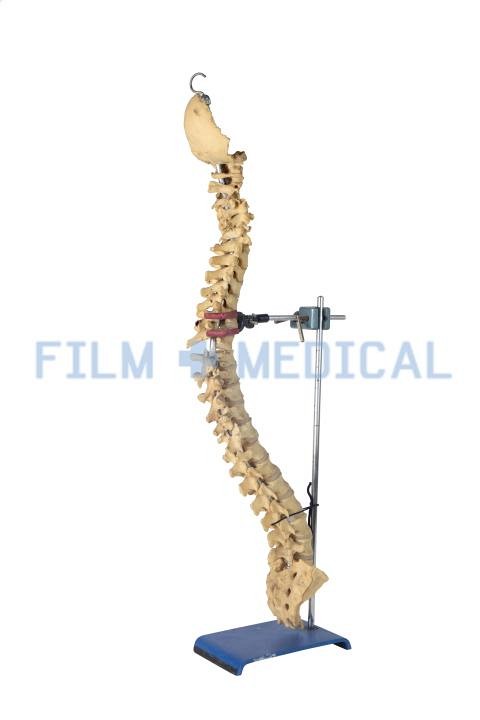 Spine Model On Retort Stand